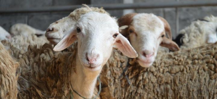 qurban
