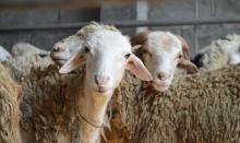qurban